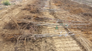 Grafted Pecan Trees dug up